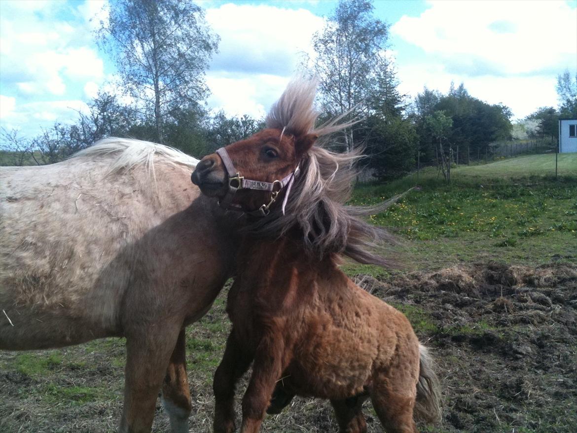 Miniature Filur ( figurt ) <3 solgt billede 4