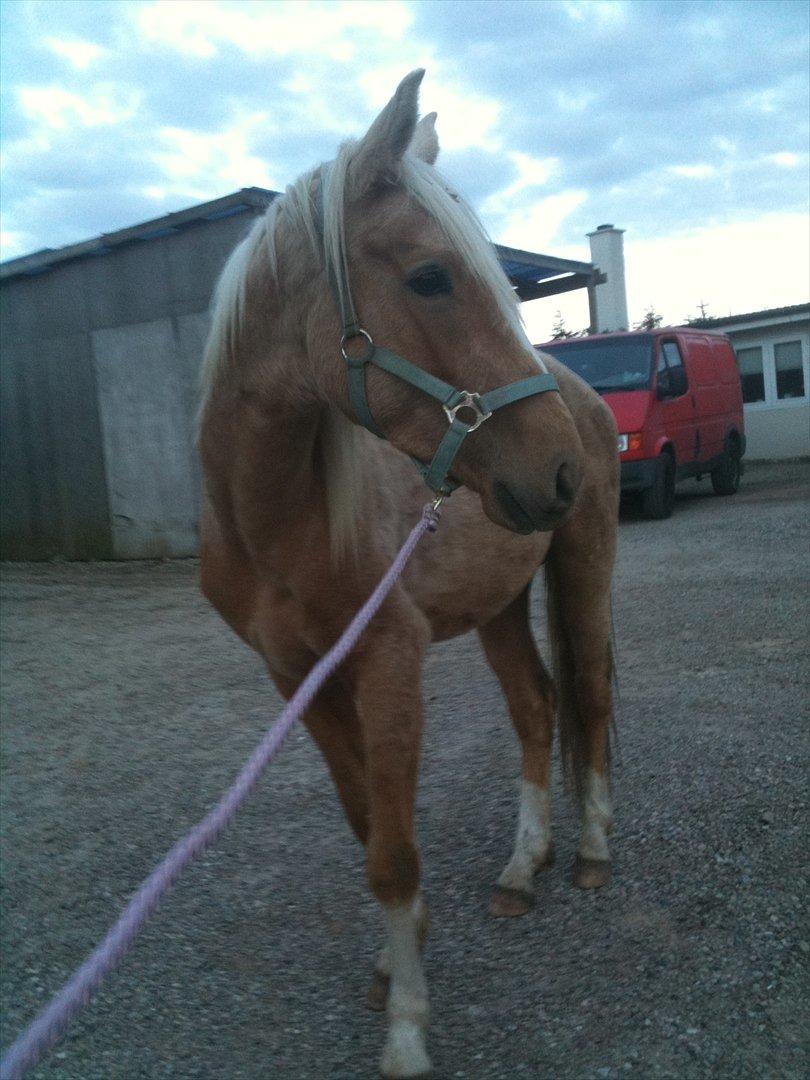 Palomino Ga' Cool Cash billede 19