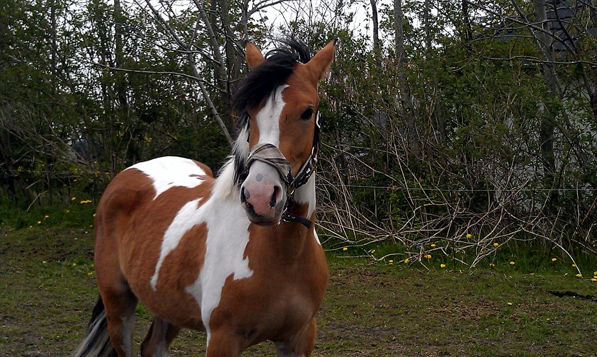Pinto Mia Maja - Mia Maja som lige er blevet 2 år  billede 15