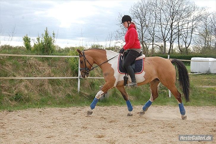 Anden særlig race Lunderskovs Watch Me billede 6