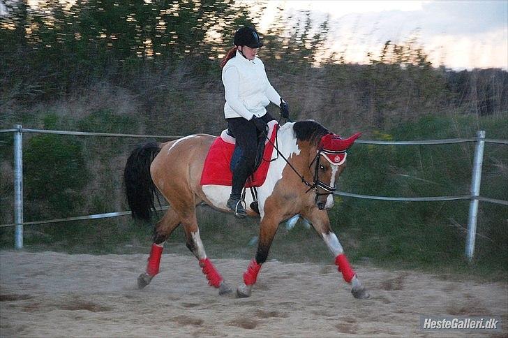 Anden særlig race Lunderskovs Watch Me billede 2