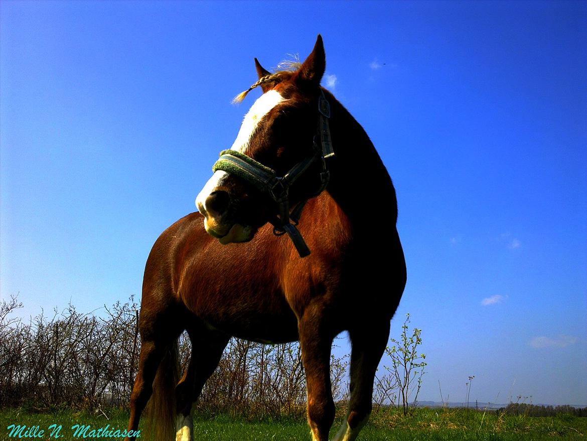 Hollandsk Sportspony /welsh Scooby doo *savnet* billede 4