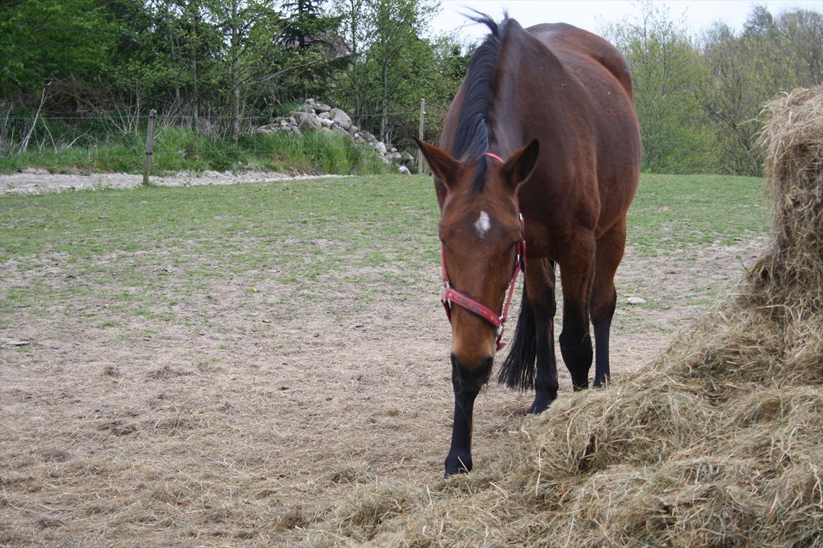 Dansk Varmblod Romance billede 2