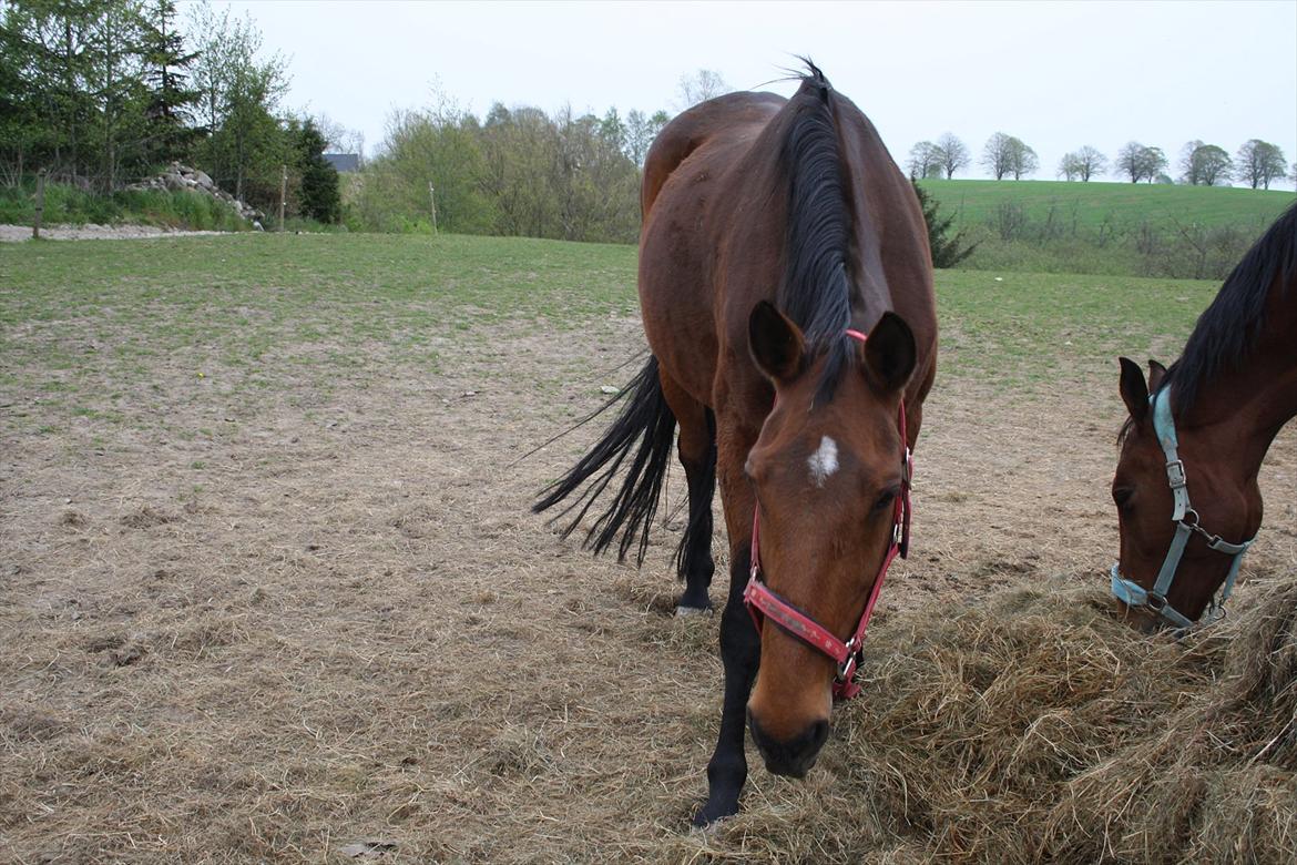 Dansk Varmblod Romance billede 5