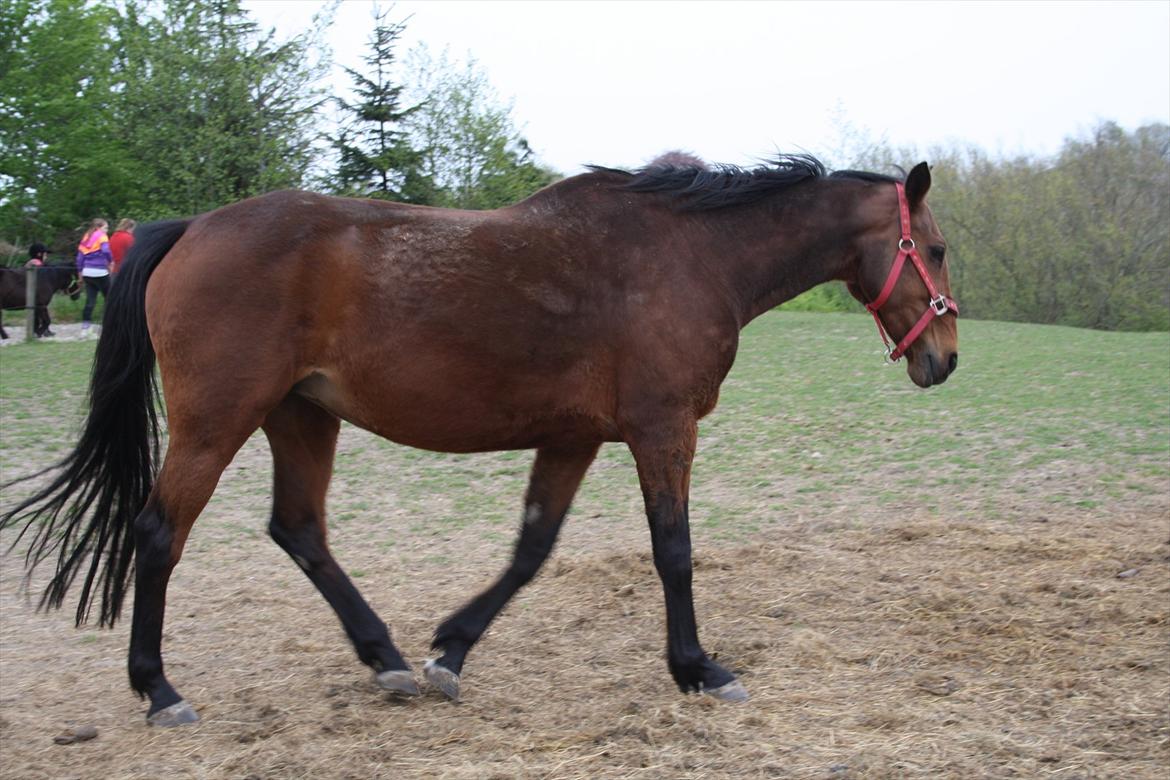 Dansk Varmblod Romance billede 10