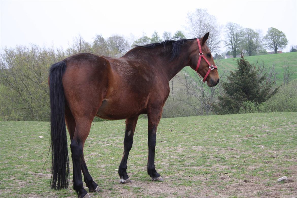 Dansk Varmblod Romance billede 13