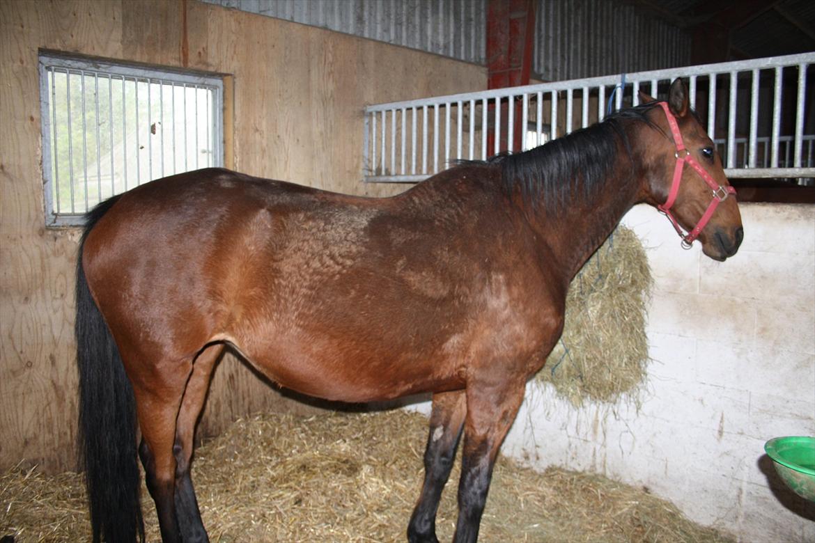 Dansk Varmblod Romance billede 15