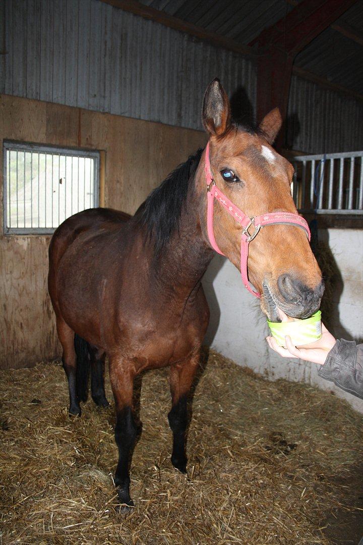 Dansk Varmblod Romance billede 16