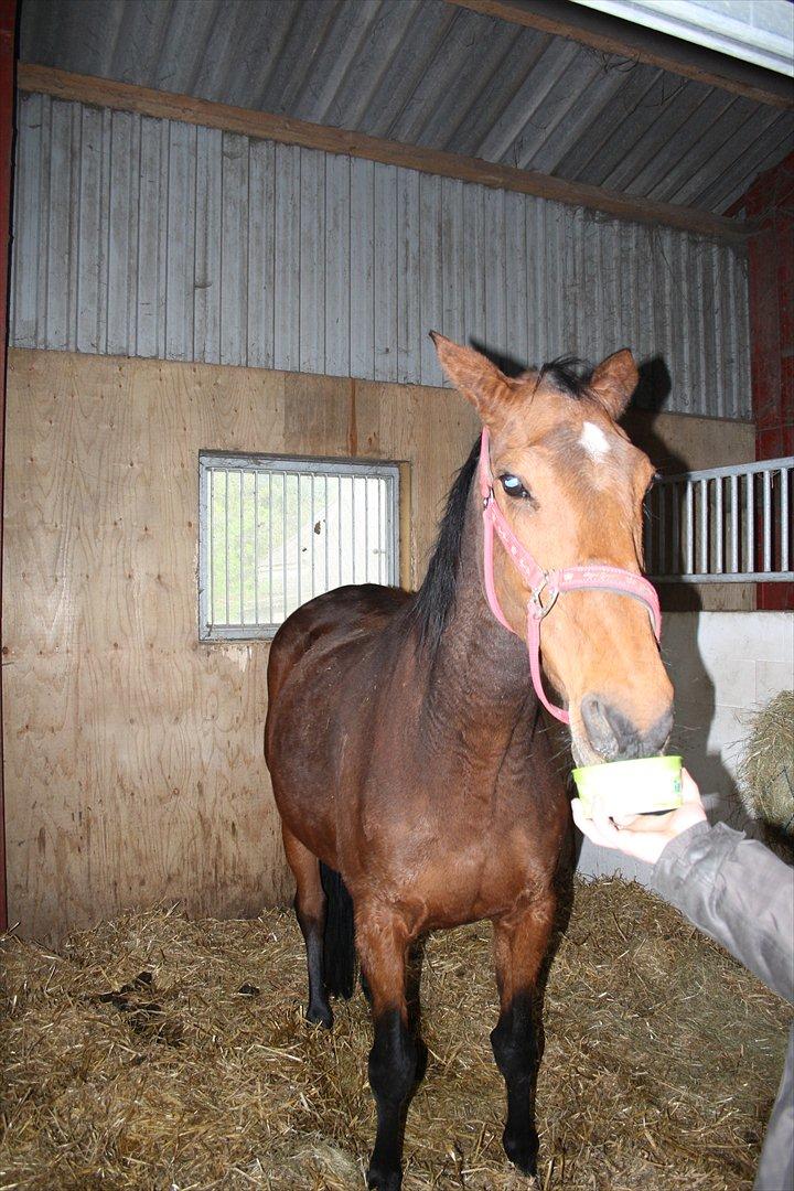 Dansk Varmblod Romance billede 17