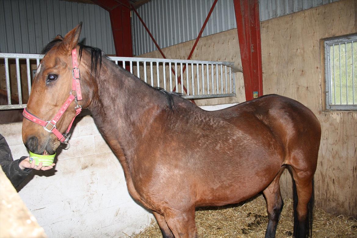 Dansk Varmblod Romance billede 19