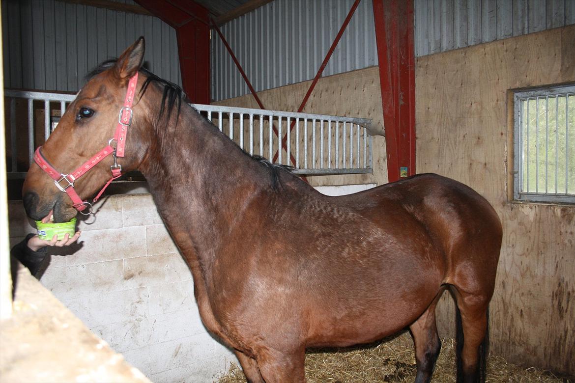 Dansk Varmblod Romance billede 20