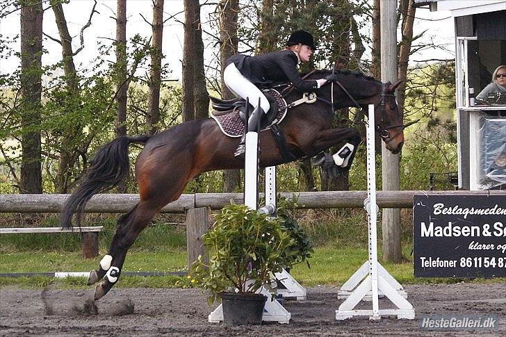 Hannoveraner Livingstone I - Foto: Kamille billede 10
