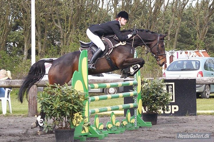Hannoveraner Livingstone I - Foto: Kamille billede 11