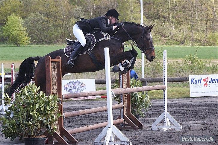 Hannoveraner Livingstone I - Foto: Kamille billede 12
