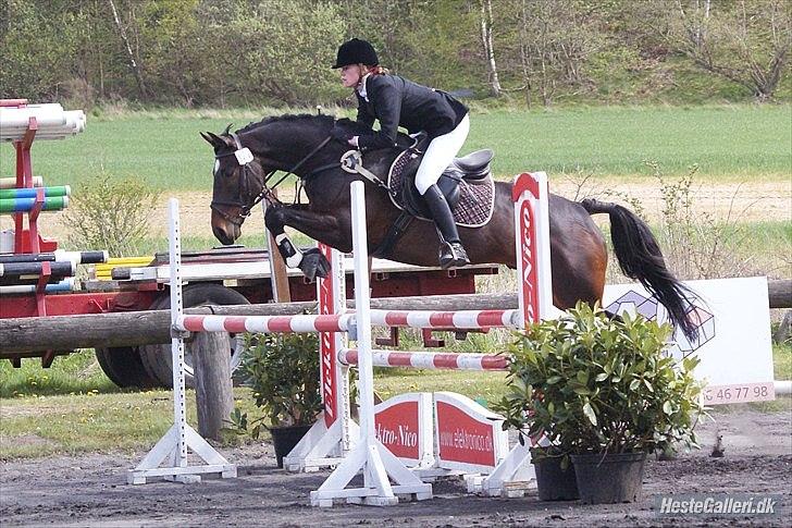 Hannoveraner Livingstone I - Foto: Kamille billede 13