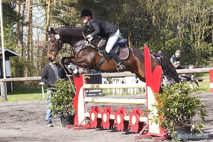 Hannoveraner Livingstone I - Foto: Kamille billede 14