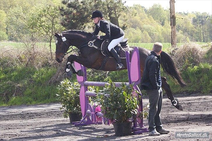 Hannoveraner Livingstone I - Foto: Kamille billede 15