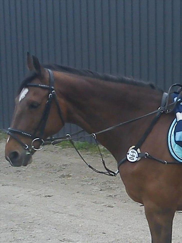 Anden særlig race Gypsy Bally - Gyyyyyyypsy <3.
 billede 16