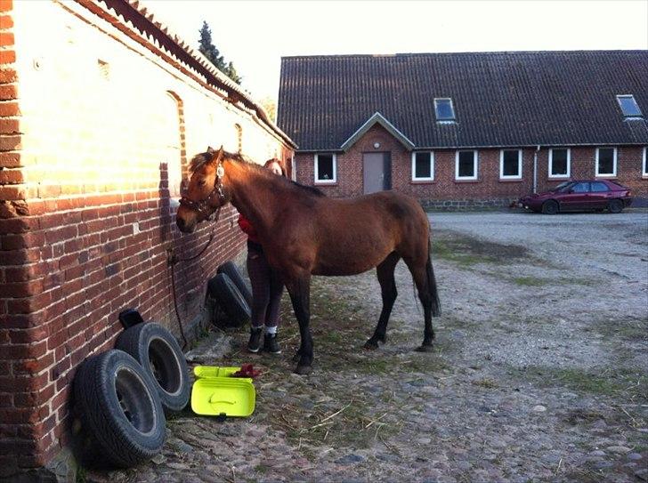 Anden særlig race Freja. [Tidl. Hest] billede 10