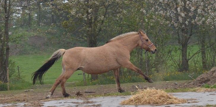 Anden særlig race Cajsa<3! *SOLGT :(* - Lækre ;)! billede 19