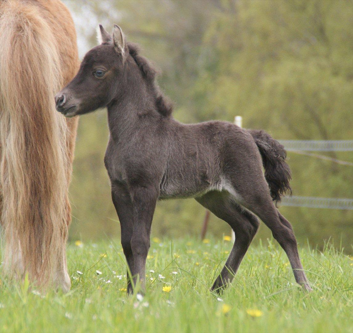 Dansk Miniature RKG Designs Delicious Diamond - D. 8 maj. - Første gang på græs billede 7