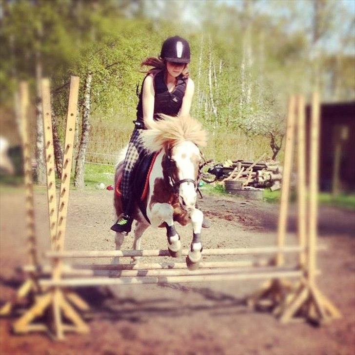 Pinto Araber Düchess - <3
Foto: Mella<33 billede 19