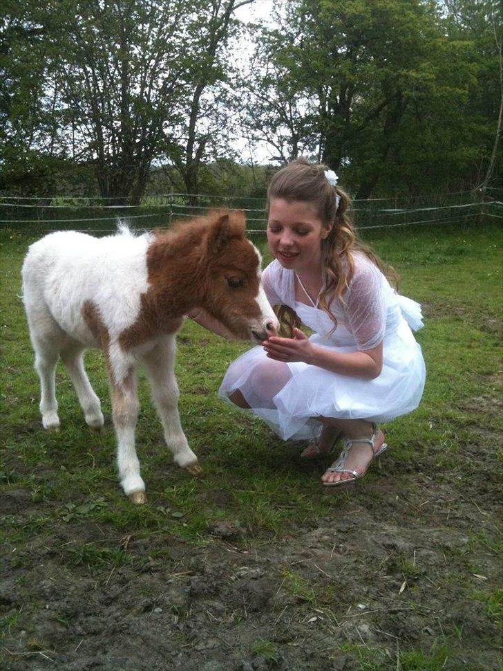 Shetlænder Choco<3 - Konfirmation<3 billede 14