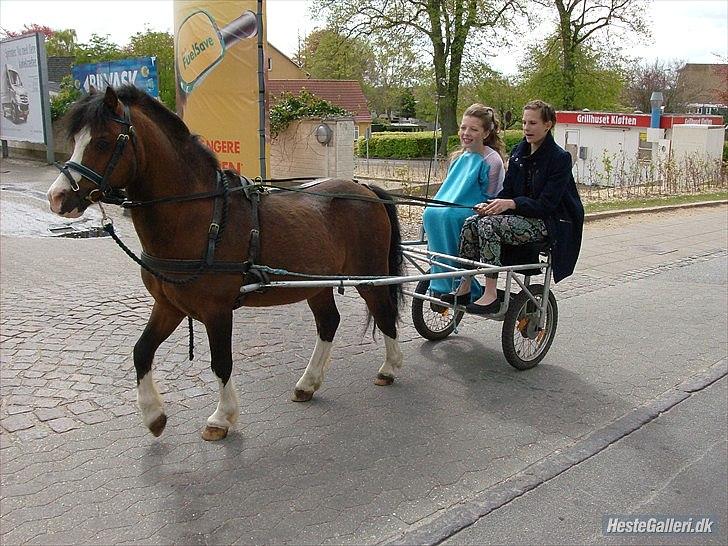 Welsh Mountain (sec A) Stoertebecker´s Genius - På vej hjem fra min konfirmation.<3 billede 20