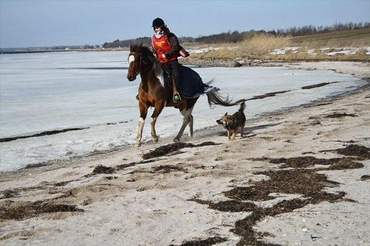 Paint Silent Shooting Star (Spooky) - Kaplød med min elskede hund! billede 8