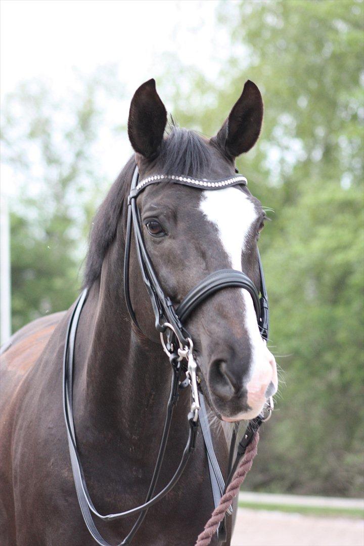 Dansk Varmblod Kastaniegården Charleston billede 14
