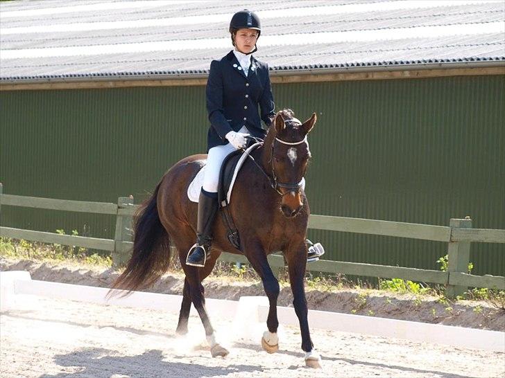 DSP Græsmarkens Major B-pony billede 8