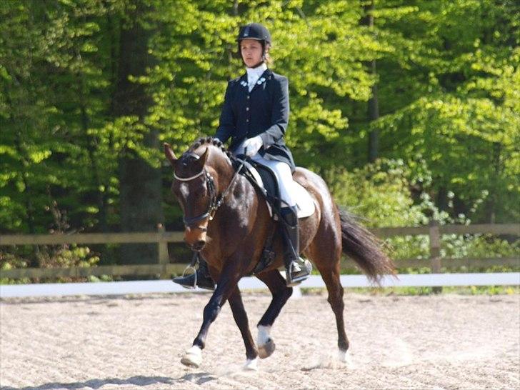 DSP Græsmarkens Major B-pony billede 3