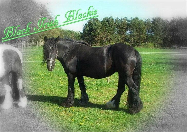 Irish Cob Black Irish Blackie billede 1
