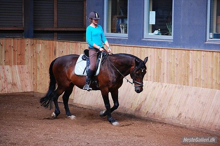 Anden særlig race Ryttergårdens Fighter - Mens jeg stadig prøvede ham. Foto: Helena Sato billede 4