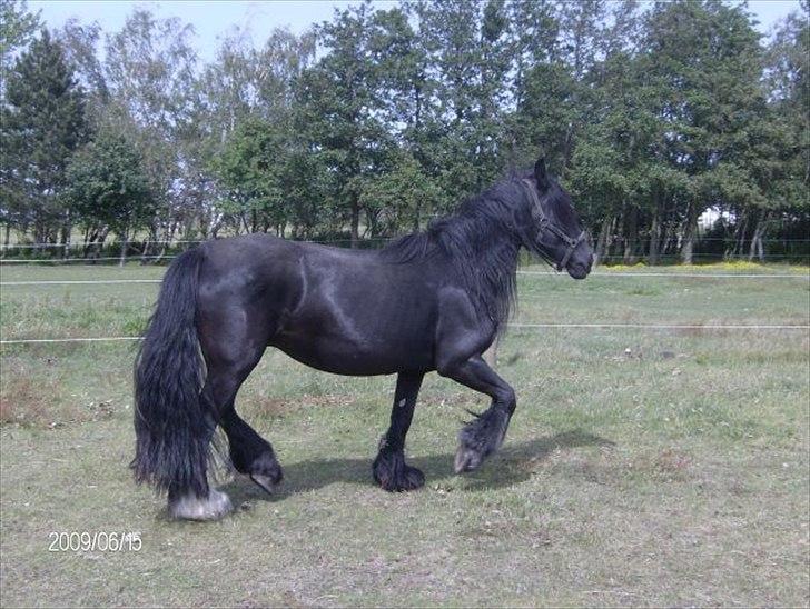 Irish Cob Black Irish Blackie billede 15
