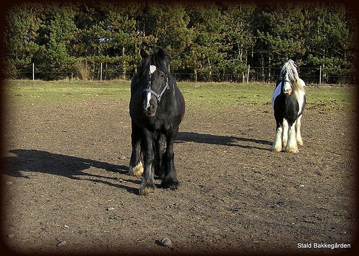 Irish Cob Black Irish Blackie billede 16