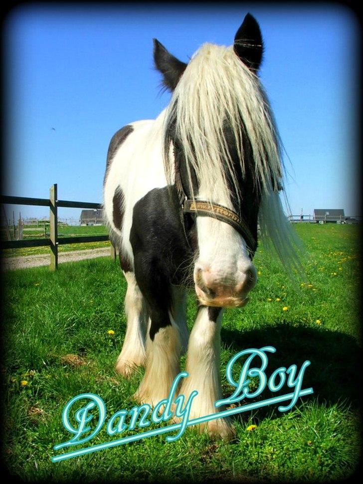 Irish Cob Dandy Boy billede 1