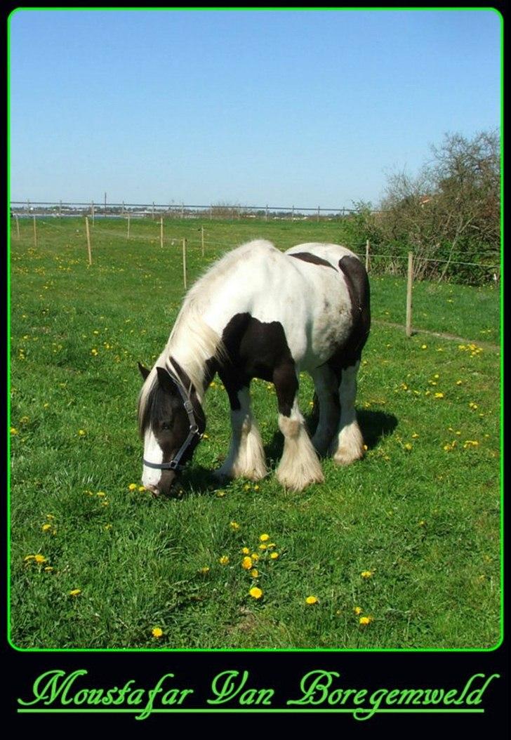 Irish Cob Moustafar Van Boeregemvel billede 1