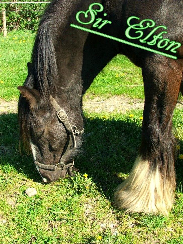 Irish Cob Sir Elton billede 1