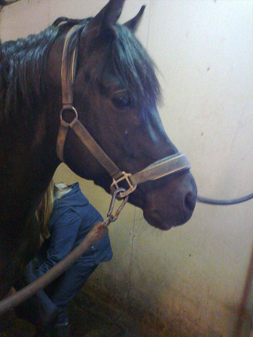 New Forest Gay Count Zidan - bassen billede 7