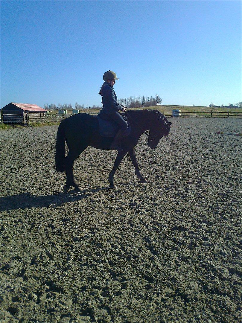 New Forest Gay Count Zidan - første ridetur på ham.. gik for langt ned, men det var for sjov at jeg lige hurtigt prøvede- og wupti:) billede 8