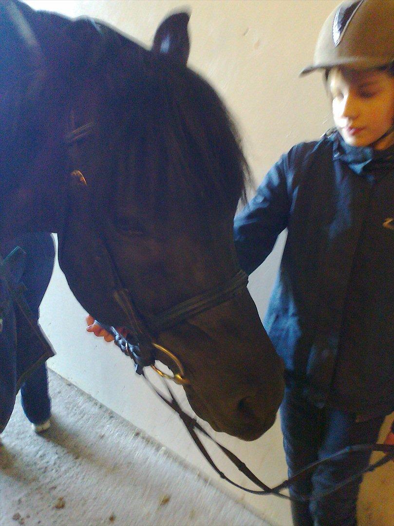 New Forest Gay Count Zidan - musen billede 9