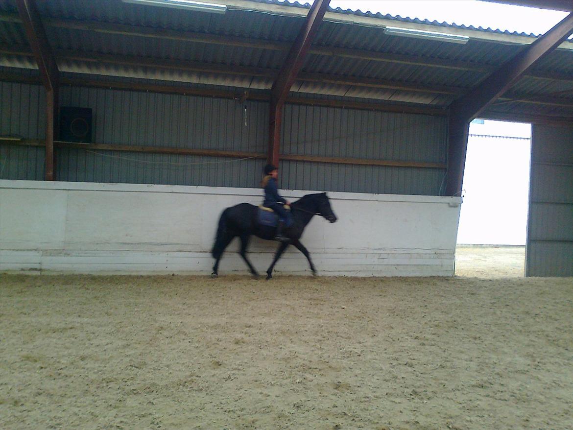 New Forest Gay Count Zidan - traver af!  såå fin... billede 10