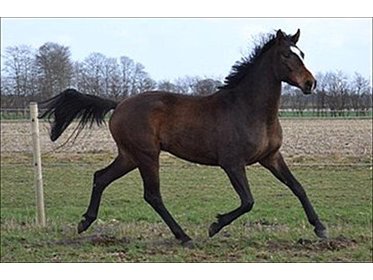 {{currentPhoto.altText}} billede {{currentPhoto.number}}