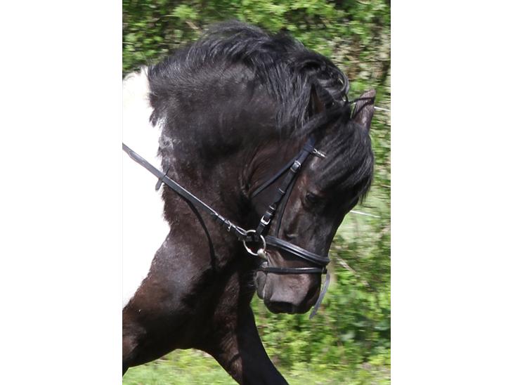 {{currentPhoto.altText}} billede {{currentPhoto.number}}