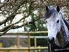 Irsk Sportspony Oldcastle Misty - B pony