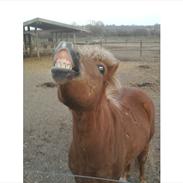 Anden særlig race Eddie Star (Solgt)