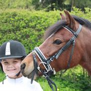 Welsh Pony (sec B) Korreborgs Pinot