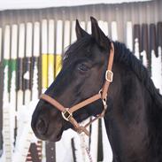 Anden særlig race Friday Afternoon - Freddy 