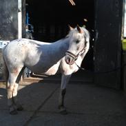 Anden særlig race Lotte<'3 *passer*